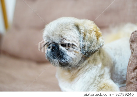 Sleepy dog 92799240