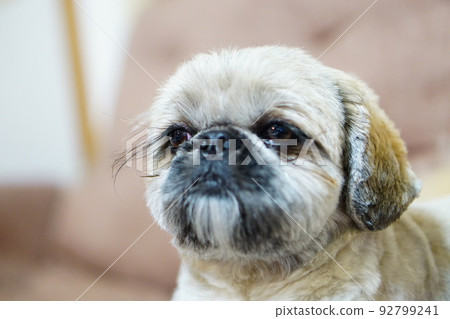 dog with big eyes and long eyelashes dog with big eyes and long eyelashes 92799241