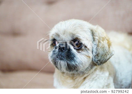 dog with big eyes and long eyelashes dog with big eyes and long eyelashes 92799242