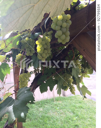 Be frantified 92799884