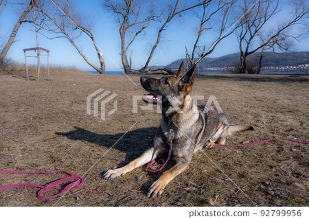 A young happy German Shepherd plays tug with a ball. Sable coloured working line breed 92799956