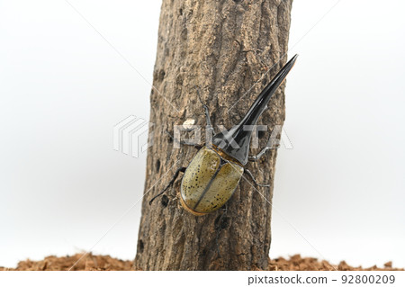Hercules beetle male 158mm 92800209