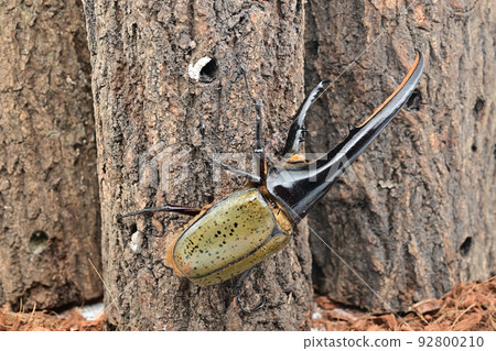 Hercules beetle male 158mm Hercules beetle male 158mm 92800210
