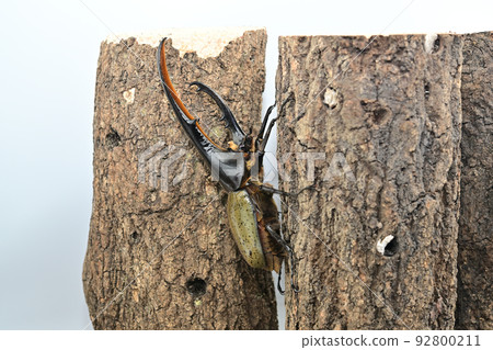Hercules beetle male 158mm Hercules beetle male 158mm 92800211