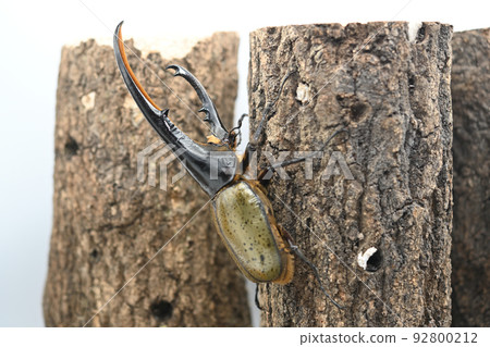 Hercules beetle male 158mm 92800212