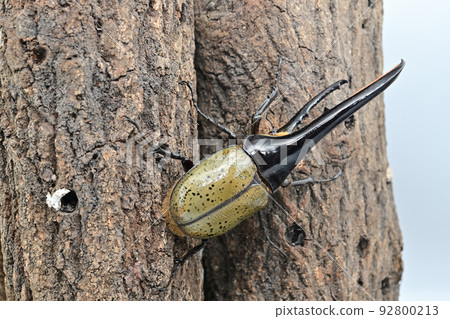 Hercules beetle male 158mm Hercules beetle male 158mm 92800213