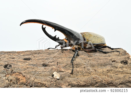 Hercules beetle male 158mm Hercules beetle male 158mm 92800215