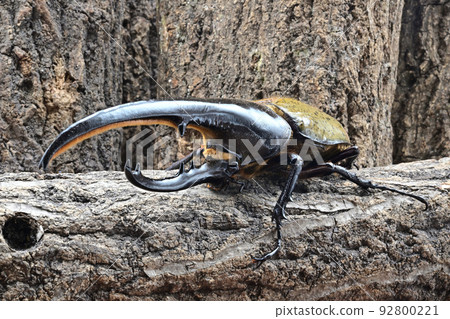 Hercules beetle male 158mm 92800221