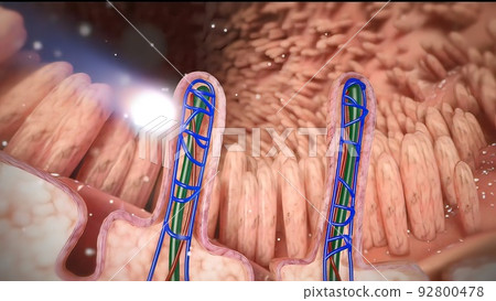intestines in the depth of the villi of the convoluted area with carbohydrate molecules intestines in the depth of the villi of the convoluted area with carbohydrate molecules 92800478