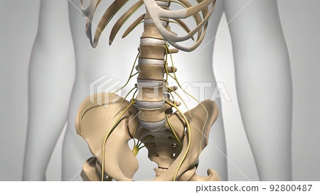 Spinal cord, disc and nervous system 92800487
