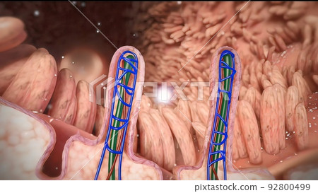 intestines in the depth of the villi of the convoluted area with carbohydrate molecules 92800499