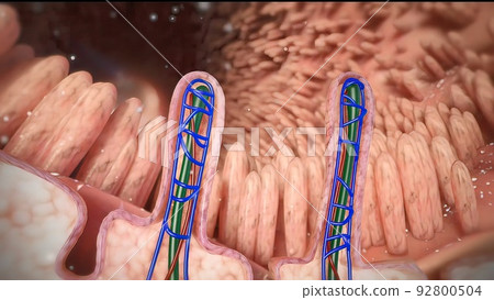 intestines in the depth of the villi of the convoluted area with carbohydrate molecules intestines in the depth of the villi of the convoluted area with carbohydrate molecules 92800504