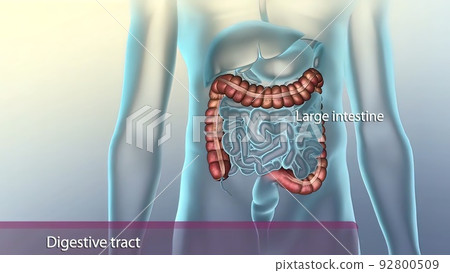 The GI tract is a series of hollow organs joined in a long, twisting tube from the mouth to the anus 92800509