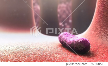 Dead cells in the digestive tract Dead cells in the digestive tract 92800510