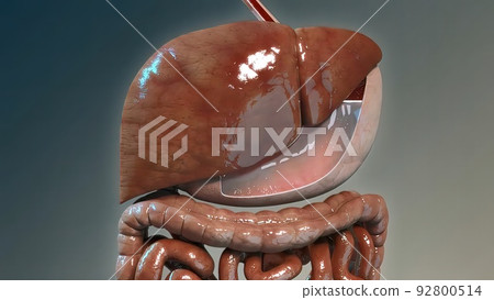 Physiological considerations in nutrient absorption from the gastrointestinal tract 92800514