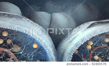 intestines in the depth of the villi of the convoluted area with carbohydrate molecules 92800576