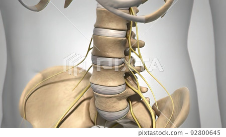 Spinal cord, disc and nervous system 92800645