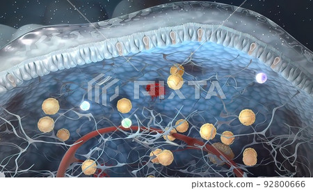 intestines in the depth of the villi of the convoluted area with carbohydrate molecules 92800666