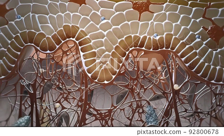 Dendritic cell presenting an antigen to T-lymphocytes. 92800678