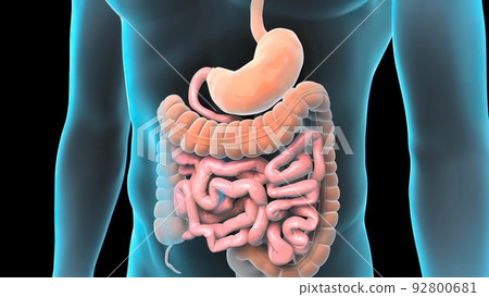 Human digestive system 92800681