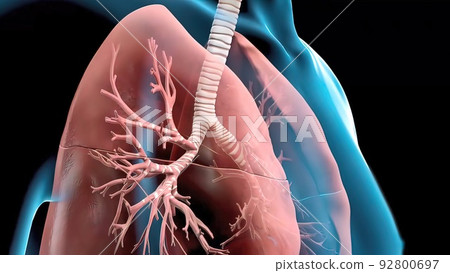 Respiratory system organs are divided into upper respiratory tract and lower respiratory tract. 92800697