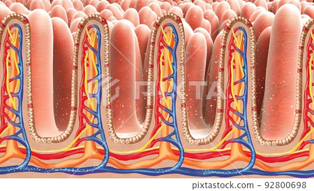 Human intestine. Concept of a healthy or diseased intestine. Human intestine. Concept of a healthy or diseased intestine. 92800698