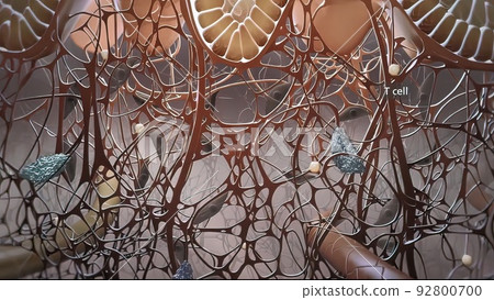 Dendritic cell presenting an antigen to T-lymphocytes. Dendritic cell presenting an antigen to T-lymphocytes. 92800700