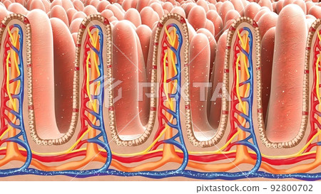 Human intestine. Concept of a healthy or diseased intestine. 92800702