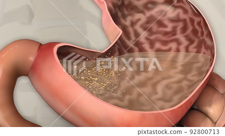 Human digestive system 92800713