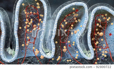 intestines in the depth of the villi of the convoluted area with carbohydrate molecules intestines in the depth of the villi of the convoluted area with carbohydrate molecules 92800722