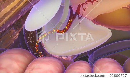 Digestive System-The function of the pancreas 92800727