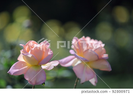 花的女王 92800971