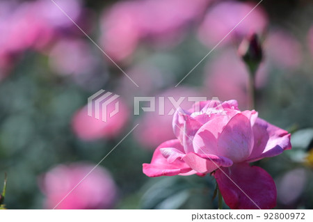 花的女王 92800972