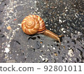 road snail 92801011