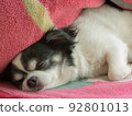 Sleepy chihuahua 92801013