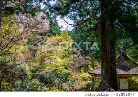 春天在京都大原的三千院看到的背景是綠樹和藍天的遊星園 92801077