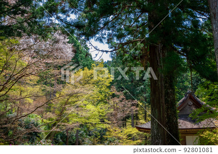 春天在京都大原的三千院看到的背景是綠樹和藍天的遊星園 92801081