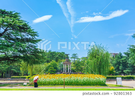 夏季鶴舞公園盛開的向日葵<愛知縣名古屋市> 92801363