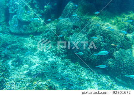 In the sea of Shigira Beach, Miyakojima In the sea of Shigira Beach, Miyakojima 92801672
