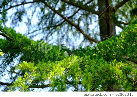 Cedar sphere Cedar sphere 92802313