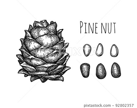 Pine nut cone and nuts. Pine nut cone and nuts. 92802357