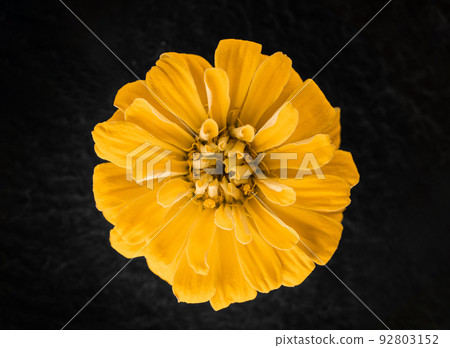 Top view of a flower on black background. Photo from above. Top view of a flower on black background. Photo from above. 92803152