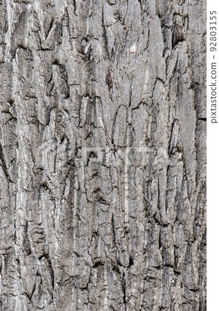 dry tree bark texture background dry tree bark texture background 92803155