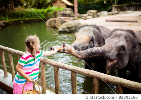 Kids feed elephant in zoo. Family at animal park. 92803160