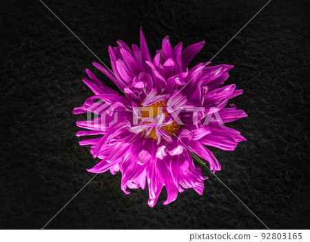 Close-up of flower on black background. View above. Close-up of flower on black background. View above. 92803165