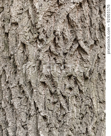 Bark Tree texture full frame in nature Texture for background. 92803176