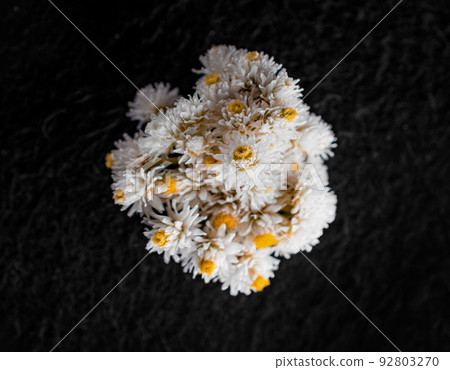 Studio shot of flower on black background. On black background. Studio shot of flower on black background. On black background. 92803270