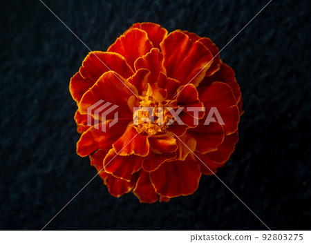Beautiful flower on a black background. Photo from above. Beautiful flower on a black background. Photo from above. 92803275