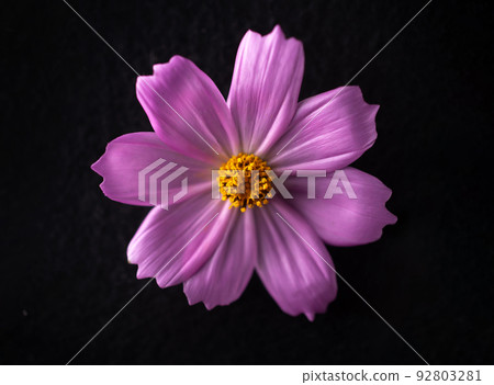 Studio shot of flower on a black background. Photo from above. Studio shot of flower on a black background. Photo from above. 92803281