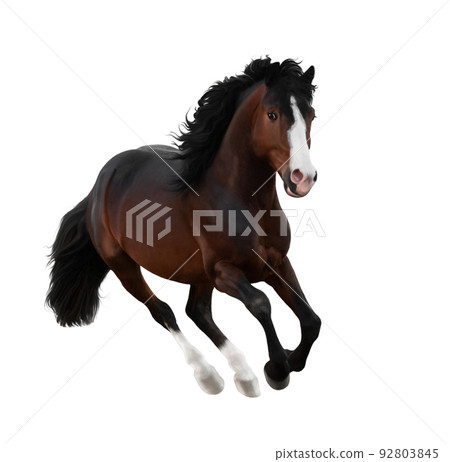 Bay horse galloping isolated on white Bay horse galloping isolated on white 92803845